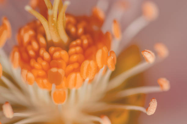 istock beautiful forest flower blossom macro closeup 1214822748