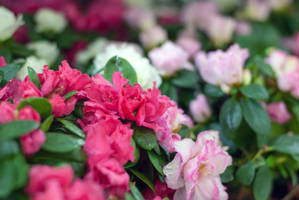 istock rhododendron flowers blooming in conservatory, selective focus (Rhododendron sims ii  Planch.) 1214825029