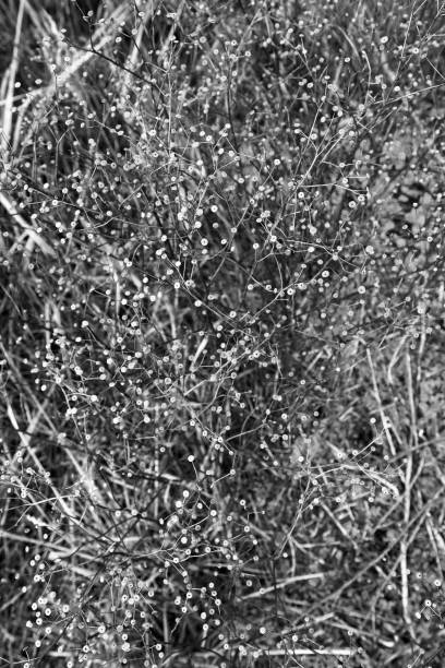 istock Tiny seed heads of wild flower make an abstract pattern in black and white in a field on Vancouver Island 1214825451