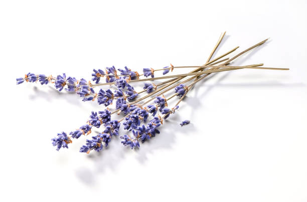 lavanda flores grupo close-up em fundo branco - dried plant - fotografias e filmes do acervo