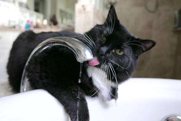 istock Tuxedo cat drinking water from a faucet 1214829763
