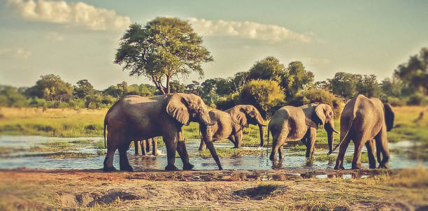 istock elephants herd at a water pond 1214829843
