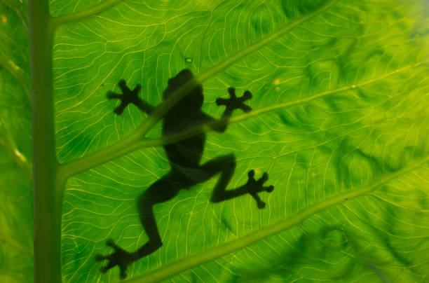 istock shadow of a tree frog behind the leaves 1214832433