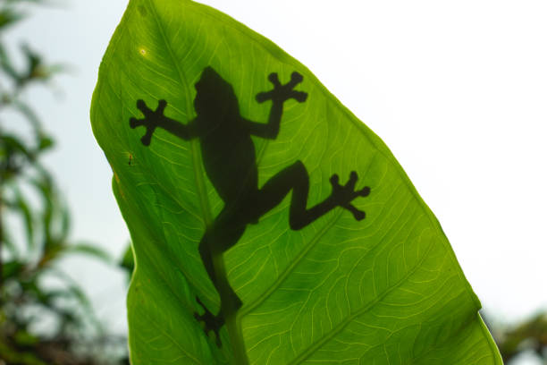 istock shadow of a tree frog behind the leaves 1214832476