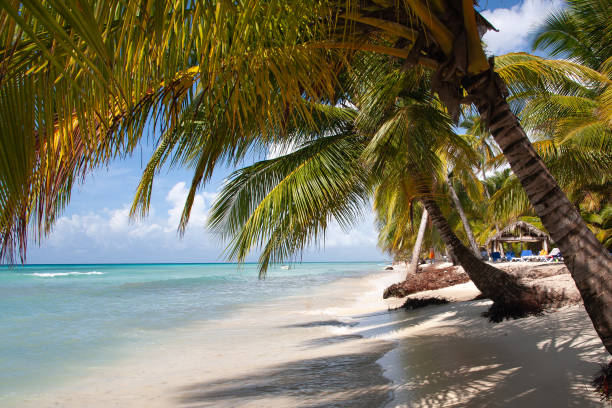 istock Dominican Republic Caribbean Coastline tropical beach 1214832494