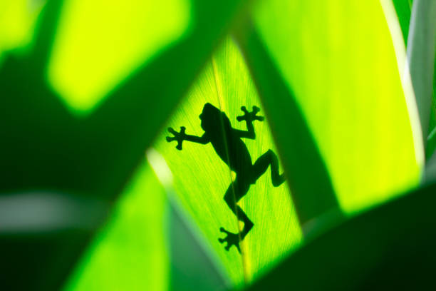 istock shadow of a tree frog behind the leaves 1214832557