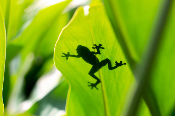 istock shadow of a tree frog behind the leaves 1214833312