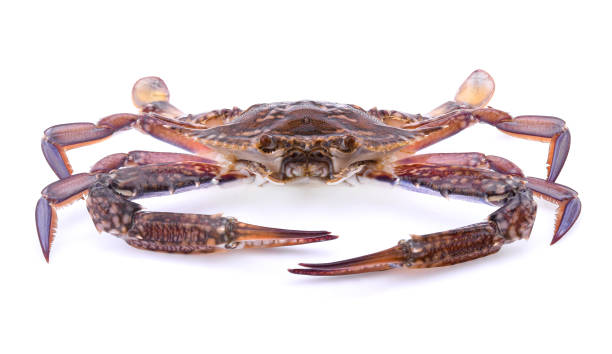 istock Horse crabs isolated on white background 1214833339