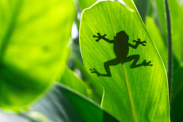 shadow of a tree frog behind the leaves usually in rain forest