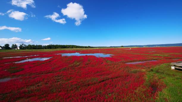 istock Coral grass of Lake Notoro 1214833543