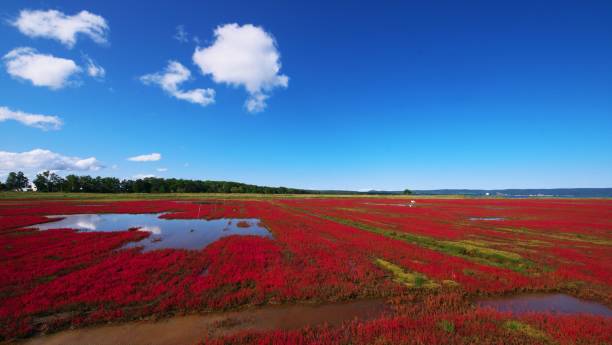 istock Coral grass of Lake Notoro 1214833549