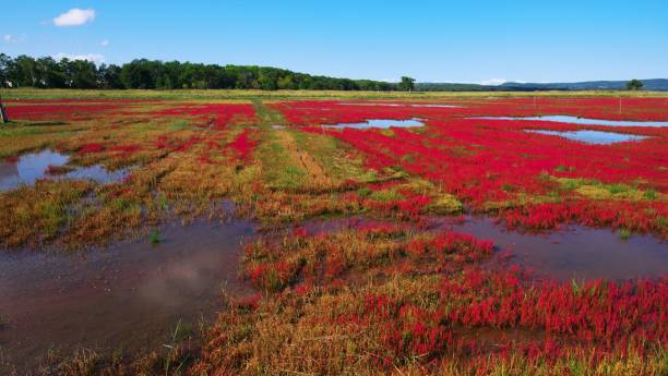 istock Coral grass of Lake Notoro 1214833581
