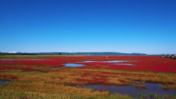 istock Coral grass of Lake Notoro 1214833587