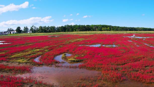 istock Coral grass of Lake Notoro 1214833599
