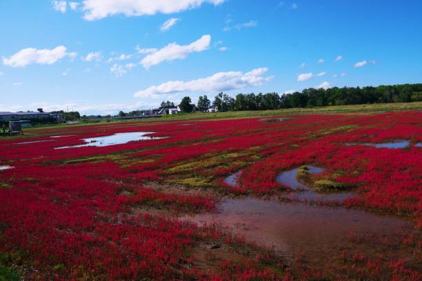 istock Coral grass of Lake Notoro 1214833604