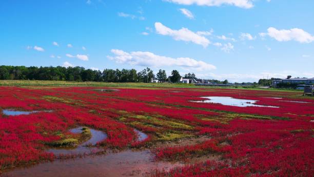 istock Coral grass of Lake Notoro 1214833608