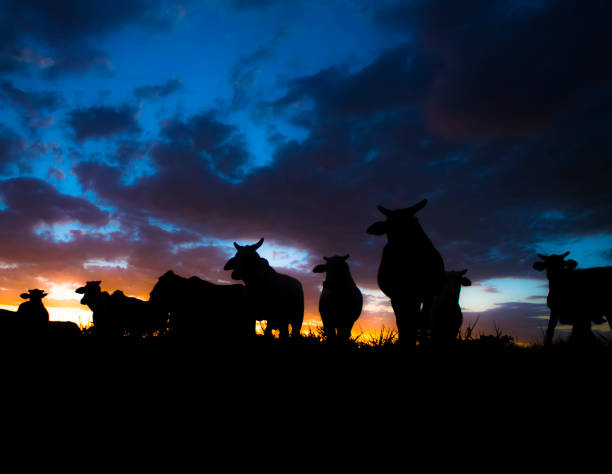 istock Cows and bulls in their stable at sunset 1214834233