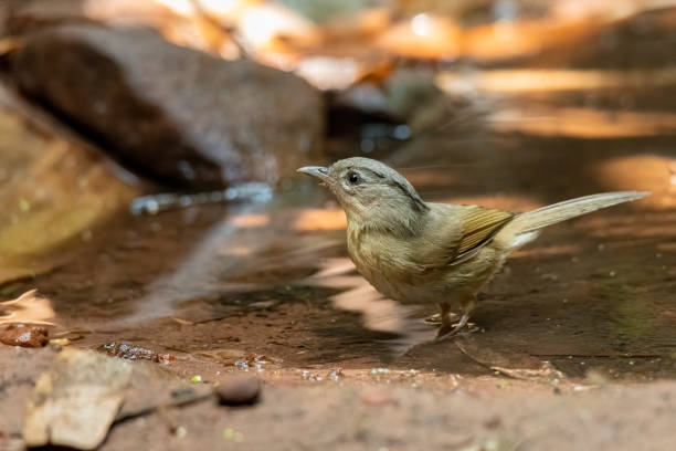 istock Black-browed Fulvetta bathing in waterhole looking into a distance 1214834346