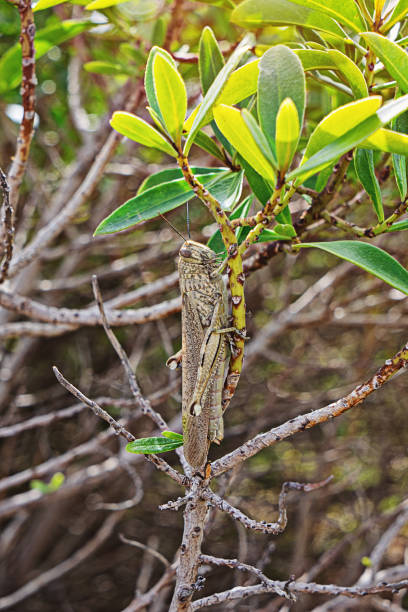 large green locust on a branch close-up. - locust epidemic grasshopper pest imagens e fotografias de stock