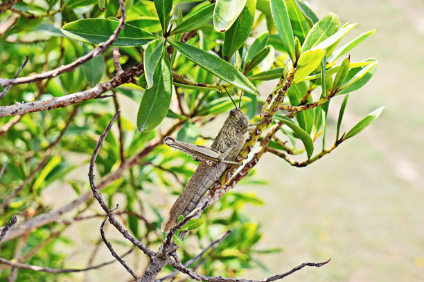 large green locust on a branch close-up. - locust epidemic grasshopper pest imagens e fotografias de stock