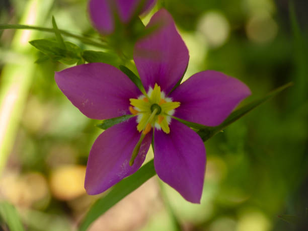 Pink and yellow flower