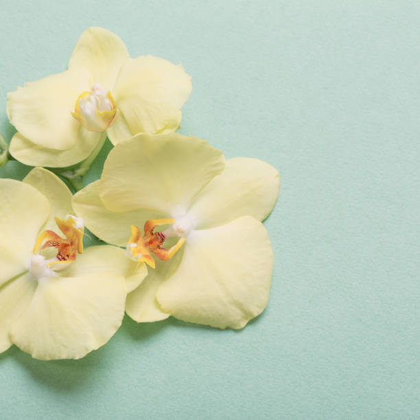 istock yellow orchids on green paper background 1214840256
