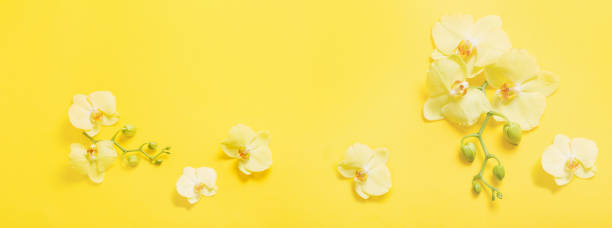 istock orchids flowers  on yellow paper background 1214840261