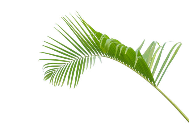 istock abstract green leaf texture, nature background, tropical leaf 1214840338