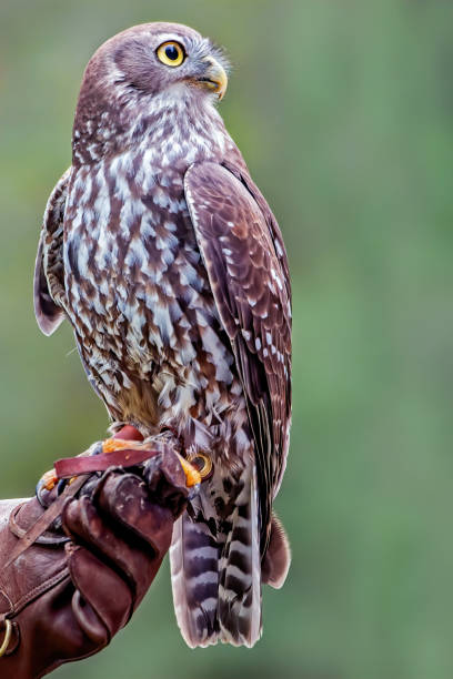 420+ Fotos, Bilder und lizenzfreie Bilder zu Klaefferkauz iStock