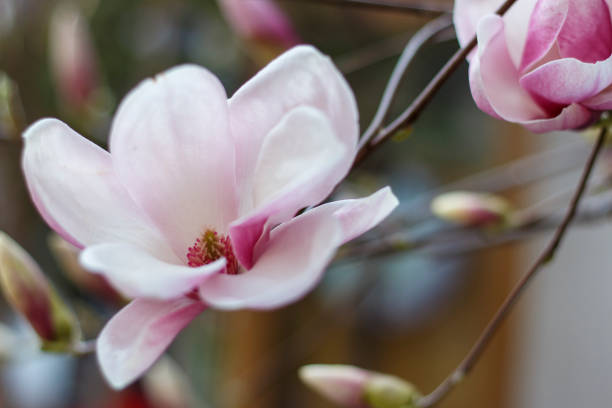 ピンクの咲くマグノリアの花のクローズアップ、春の背景。 - tree magnolia vibrant color close up ストックフォトと画像