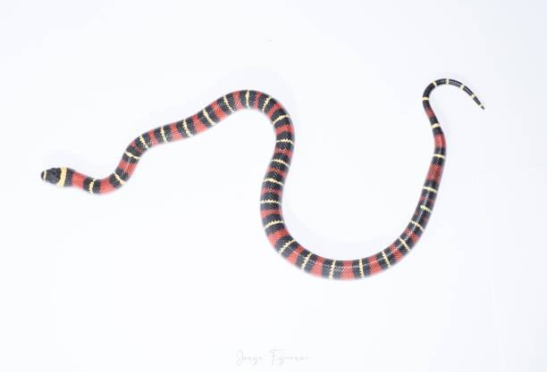 istock Non-venomous snake of many colors 1214842323
