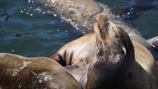 This sea lion appears to enjoy the sunshine on his face.  Wildlife like this can be seen on the Oregon coast.