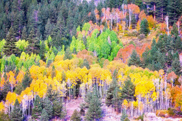 istock Tahoe National Forest in the Fall 1214845431