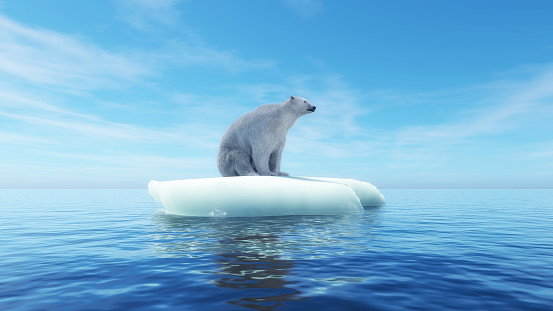 Polar bear on a piece of iceberg . Global warming concept . This is a 3d render illustration .