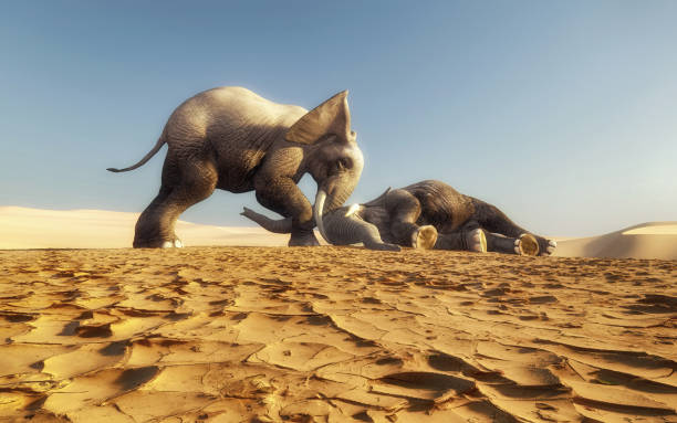 Group of elephants in Africa