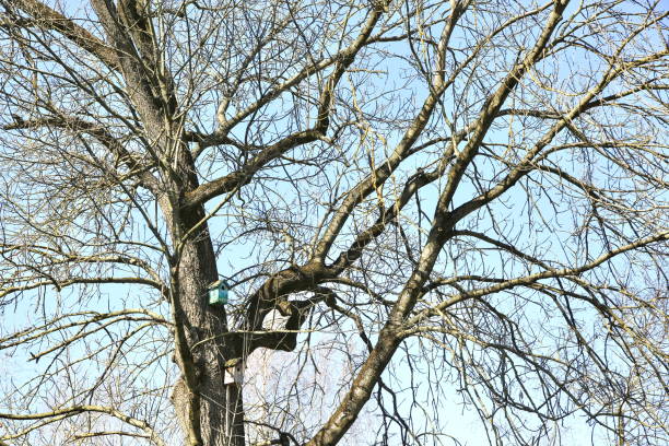 istock Deciduous tree in spring in a city without leaves. 1214846465