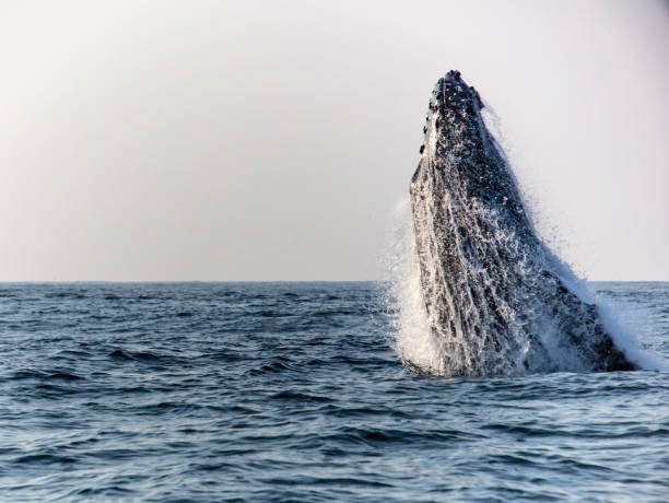 istock hampback whale in south africa 1214846502