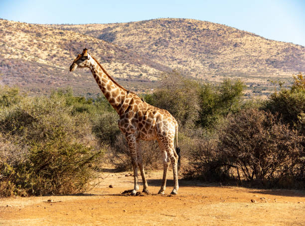istock wildlife giraffe in south africa 1214846544