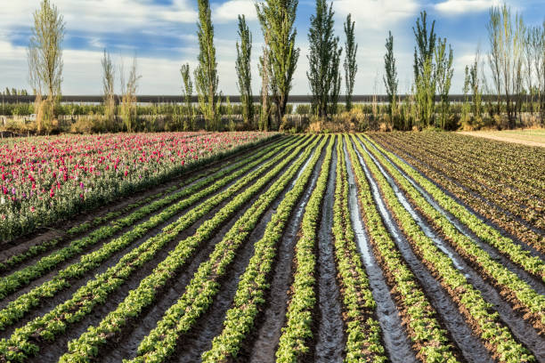 commercial lettuce cultivation. - watering place imagens e fotografias de stock