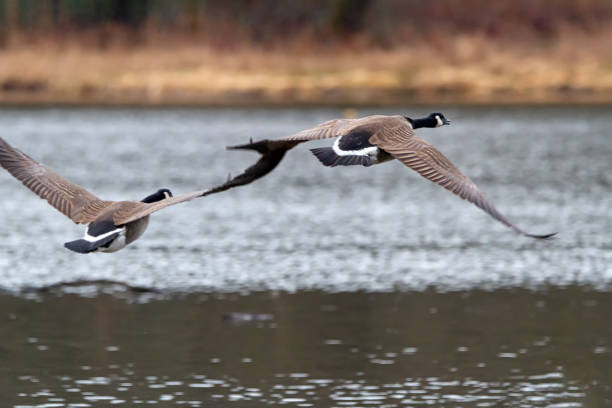 istock Flying Canada Geese, Burnaby Lake, BC, Canada 1214847255