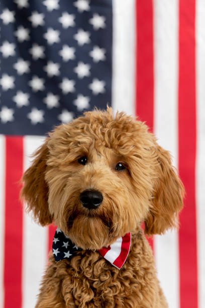 istock Goldendoodle Puppy American Flag Studio Portrait 1214848357