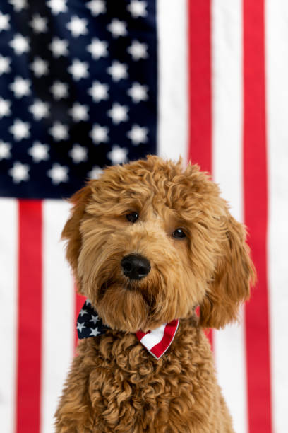 istock Goldendoodle Puppy American Flag Studio Portrait 1214848358