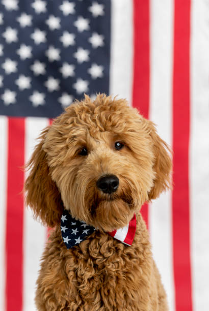 istock Goldendoodle Puppy American Flag Studio Portrait 1214848359