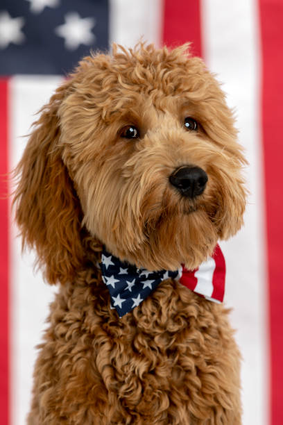 istock Goldendoodle Puppy American Flag Studio Portrait 1214848364