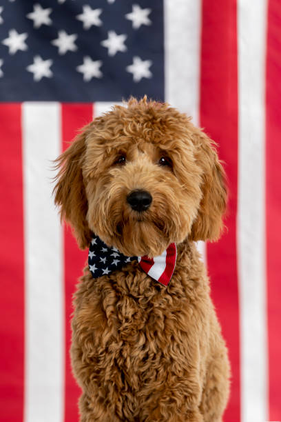 istock Goldendoodle Puppy American Flag Studio Portrait 1214848365