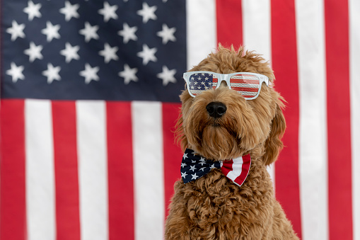 High quality stock photo of a Goldendoodle puppy with an American Flag background