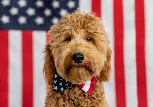 istock Goldendoodle Puppy American Flag Studio Portrait 1214848368