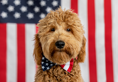 High quality stock photo of a Goldendoodle puppy with an American Flag background