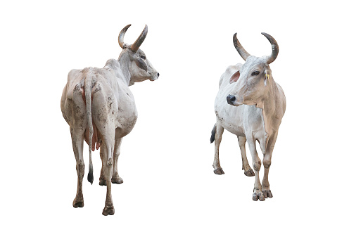 Two white cows with clipping path
