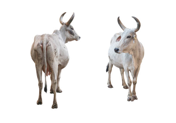 White cows with clipping path stock photo